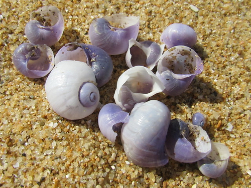 青い貝 海辺の宝箱